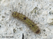 2038 Muslin Footman caterpillar (Nudaria mundana) photo Edwin Barber