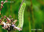 1982 Narrow-bordered Bee Hawkmoth (Hemaris tityus) caterpillar © 2013 I Millar