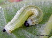 1800 Northern Winter Moth caterpillar (Operophtera fagata) © 2017 George Fowler)
