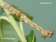 1930 Oak Beauty caterpillar (Biston strataria) © 2018 Steve Ogden