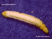 1985 Oleander Hawk moth caterpillar Egypt © 2014 Keith Richards