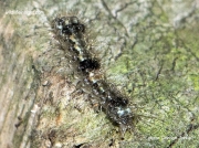 2043 Orange footman caterpillar (Eilema sororcula) photo Gordon Jarvis