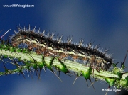 Painted Lady caterpillar (Vanessa cardui)