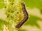 Painted Lady caterpillar (Vanessa cardui) 22 mm