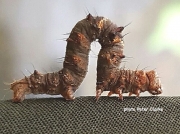 1926 Pale Brindled Beauty caterpillar (Phigalia pilosaria) photo Peter Clarke