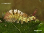2028 Pale Tussock 38mm larva (Calliteara pudibunda) © 2013 Steve Ogden