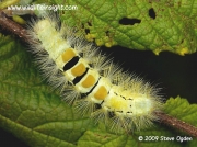 2028 Pale Tussock 42mm larva (Calliteara pudibunda) © 2009 Steve Ogden