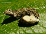 1652 Peach Blossom penultimate instar caterpillar 5578 © 2008 Steve Ogden