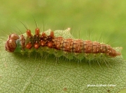 Pebble Hook-tip caterpillar (Drepana falcataria) photo Graham Calow