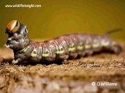 1978 Pine Hawkmoth caterpillar Hyloicus pinastri Yorkshire UK© G Williams