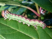1978 Pine-hawk-moth-caterpillar (Hyloicus pinastri) -photo © 2015 Lex Parkinson
