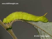 1981 Poplar Hawkmoth Laothoe populi fully grown larva 55mm © 2013 Steve Ogden
