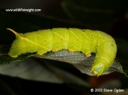 Poplar Hawkmoth Laothoe populi fully grown larva © 2013 Steve Ogden