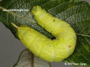 1981 Poplar Hawkmoth Laothoe populi fully grown larva 55mm © 2013 Steve Ogden