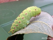 1981 Poplar Hawkmoth fully grown caterpillar Laothoe populi Uk photo Mary Rose