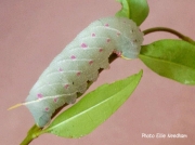 1981 Poplar Hawkmoth caterpillar Laothoe populi photo Ellie Needham