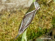 1995 Puss Moth (Cerura vinula) pre pupating caterpillar