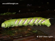 1976 Privet Hawkmoth Sphinx lugistri 80mm larva © 2007 Steve Ogden