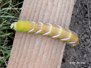 1976 Privet Hawkmoth (Sphinx ligustri) prepupating caterpillar © 2015 Allan Knapp