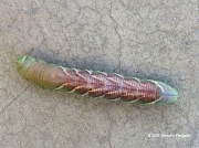 Probable Great Ash Sphinx (Sphinx chersis) prepupating caterpillar © 2015 Barbara Fergusan