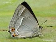 Purple Hairstreak butterfly (Neozephyrus quercus) © 2014 Steve Ogden