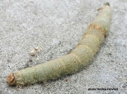 2452 Red Underwing caterpillar (Catocala nupta)