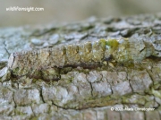 2452 Red Underwing caterpillar Catocala nupta photo Mark Christoper
