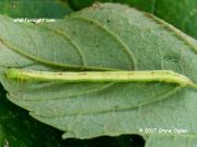 1760 Red-green Carpet caterpillar (Chloroclysta siterata) on sycamore © 2017 Steve Ogden