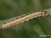 2290 Reed Dagger Caterpillar (Simyra albovenosa) Rainham Marshes UK photo Jason Steel