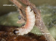 1802 The Rivulet caterpillar (Perizoma affinitata) © 2015 Steve Ogden