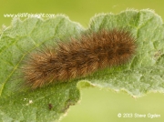 2064 Ruby Tiger caterpillar over wintering november © 2013 Steve Ogden