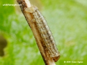 1808 Sandy Carpet caterpillar Perizoma flavofasciata on red campion © 2015 Steve Ogden