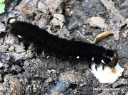 2256 The Satellite Moth caterpillar (Eupsilia transversa)