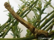 1921 Scalloped Oak caterpillar (Crocallis elinguaria) photo Graham Wenman