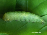 2421 Scarce Silver-lines caterpillar (Bena bicolorana) photo Robbie Legg