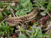 Silver-studded Blue caterpillar brown form (Plebejus argus)