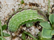 Silver-studded Blue caterpillar green form (Plebejus argus)