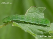 2305 Small Angle Shades caterpillar (Euplexia lucipara) © 2013 Steve Ogden