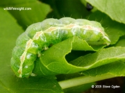 2182 Small Quaker larva (Orthosia cruda) on ash © 2015 Steve Ogden