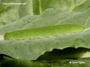 Small White Butterfly caterpillar 4730