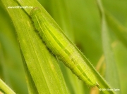 Speckled Wood butterfly (Pararge aegeria) caterpillar