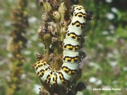 2219 Striped Lychnis caterpillar (Shargacucullia lychnitis)