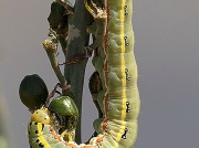 2242 Sword-grass larva Xylena exsoleta Greece photo Rob Struyk
