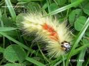 2279 Sycamore caterpillar Acronicta aceris © K Bailey