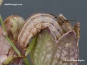2167  Tawny Shears caterpillar  (Hadena perplexa) on Sea Campion © 2018 Steve Ogden