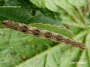 1838 Tawny Speckled Pug caterpillar (Eupithecia icterata) © 2015 Steve Ogden