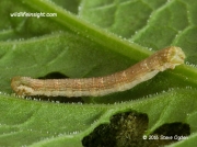 1720 The Gem (Orthonama obstipata) caterpillar 17mm © 2016 Steve Ogden
