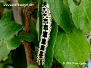 1884 The Magpie Moth fully grown 30mm larva Abraxas grossulariata