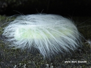 2280 The Miller moth caterpillar (Acronicta leporina) Czech Republic - photo Mark Sixsmith
