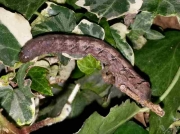 2300 The Old Lady caterpillar (Mormo maura) on Ivy photo N. Turner
